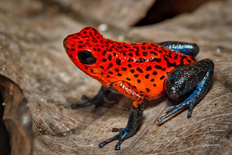 Red Poison Dart Frog, Colorful Frogs Pictures, Strawberry Dart Frog, Golden Poison Dart Frog, Poison Dart Frog Aesthetic, Poison Dart Frog Art, Cool Frogs, Poison Animals, Poison Dart Frog Tattoo