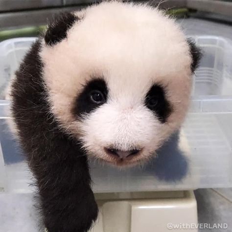 Tiny Panda, Giant Panda, Baby Panda, Cute Panda, Cute Images, 귀여운 동물, Panda Bear, Animals Beautiful