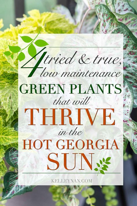 Four Low Maintenance Green Plants that will Thrive in the Hot Georgia Sun Georgia Gardening, Georgia Flower, Modern Living Room Design Ideas, Front Porch Plants, Modern Living Room Design, Porch Plants, Potted Plants Outdoor, Full Sun Plants, Sun Garden