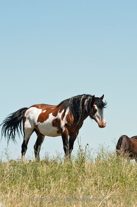 Medicine Hat stallion, Blackfeet Indian Reservation, Montana, sacred to Native Americans Medicine Hat Horse, Pinto Horses, Native American Horses, American Paint Horse, Indian Horses, Paint Horses, Indian Reservation, Pinto Horse, Medicine Hat