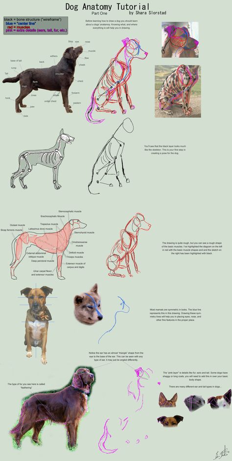 SleepingDeadGirl.deviantart.com - Dog Anatomy Tutorial Canine Drawing, Dog Anatomy, Anatomy Tutorial, 강아지 그림, Animal Study, Drawing Studies, Anatomy Drawing, Animal Sketches, Anatomy Reference