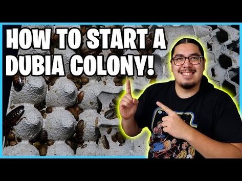 (4162) How to Set Up a Dubia roach colony - YouTube Dubia Roaches Setup, Dubia Roaches, Bearded Dragon Diy, Egg Crates, How To Set Up, Bearded Dragon, Hobbies, Egg, Animals