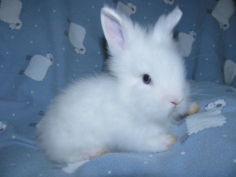 BLUE BUNNIES | Lionhead Rabbit Lionhead Bunny, Lionhead Rabbit, Everything Is Blue, Baby Blue Aesthetic, Blue Bunny, Baby Bunnies, Boy Blue, White Rabbit