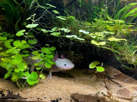 Cute Axolotl Tank Ideas, Axolotl Tank Plants, Axolotl Planted Tank, Planted Axolotl Tank, Axolotl Tank Ideas Aesthetic, Axolotl Aquascape, Axolotl Tank Ideas Aquarium, Axolotl Aquarium Ideas, Axolotl Enclosure