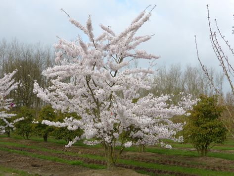 prunus_yedoensis_2 Prunus X Yedoensis, Prunus Yedoensis, Flowering Trees, Tibet, Garden Inspiration, Dandelion, Trees, Van, Plants