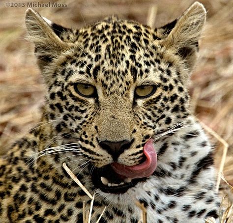 Young female leopard Female Leopard, Tame Animals, Big Cats Photography, Leopard Cub, Siberian Tiger, Lion Cub, Cat Photography, Inspiring Images, Big Cat