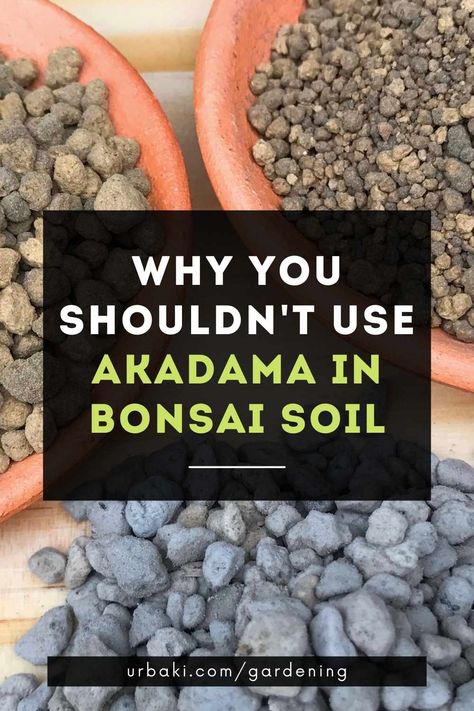 Akadama is a type of granular clay of volcanic origin found only in Japan. Unlike other similar materials, it retains moisture for longer, making it ideal when you want to grow plants that need a lot of water, but without getting waterlogged. Well, we know that akadama promises great benefits for the soil of your plants, but should you really use it? This substrate is normally used for bonsai, but it is also highly recommended to use it when you have acidophilic plants that live in a not ... Bonsai Growing, Garden Bonsai Tree, Seed Starter Kit, Growing Trees, Bonsai Tree Types, Bonsai Care, Bonsai Tree Care, Bonsai Soil, Bonsai Styles