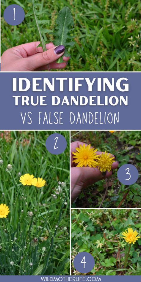 How To Identify True Dandelion - Wild Mother Dandelion Uses, Wild Crafting, Dandelion Oil, Dandelion Plant, Edible Flowers Recipes, Dandelion Tea, Dandelion Leaves, Medical Herbs, Edible Wild Plants