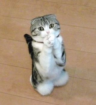 PLEASE!  Oh, pretty please! On my knees, please. Funny Cat Faces, Funny Cat Memes, Funny Cat Pictures, Cute Kittens, Funny Cat Videos, Funny Animal Pictures, Cat Face, Cat Photo, Crazy Cats