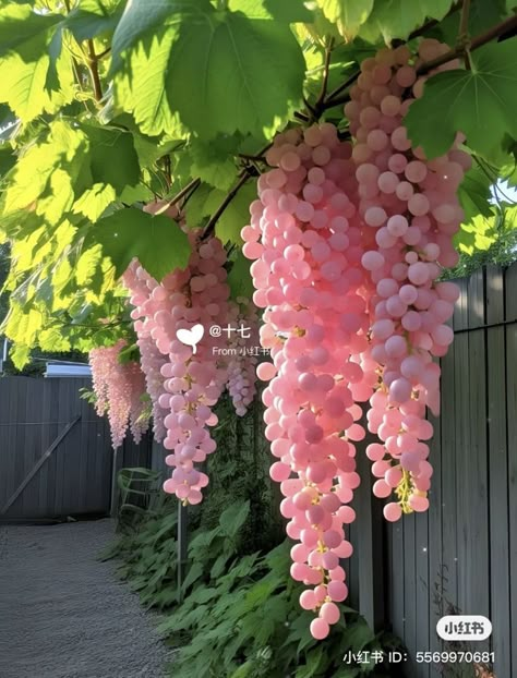 Aesthetic Fruits, Beautiful Fruits, Wallpaper Vintage, Fruit Plants, Fruit Garden, Pretty Plants, Beautiful Flowers Pictures, Deck Decorating, Exotic Flowers