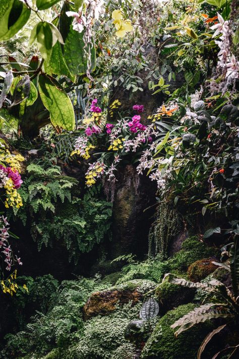 Garden Orchids, Rainforest Plants, Jungle Flowers, Vertical Garden Design, Tropical Garden Design, New York Botanical Garden, Orchid Show, Vertical Garden Wall, Orchid Garden