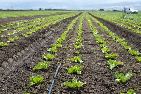 Lettuce farm on sunlight. by deyangeorgiev. Lettuce farm on sunlight. Rows with small lettuce plants. #Sponsored #sunlight, #deyangeorgiev, #Lettuce, #farm Quirky Garden Ideas, Lettuce Farm, Quirky Garden, Nature Science, Garden Power Tools, Latin America, Horticulture, Power Tools, Science And Technology