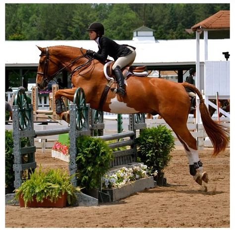 I love to see Hunter/jumper paints, its not as common to see, reminds me of what my boy and i are working towards :) Hunter Jumper Jumps, Chestnut Showjumper, Lesson Horse, Cheval Pie, Hunter Jumper Horses, Hunter Horse, Show Jumping Horses, Eventing Horses, Paint Horse