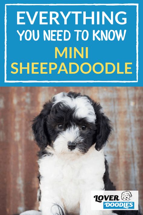 Sheep Doodle Dog, Mini Sheepadoodle Puppy, Sheepadoodle Mini, Doodle Training, Mini Sheepadoodle, Sheepadoodle Puppy, Doodle Dogs, Mini Doodle, Mini Aussie