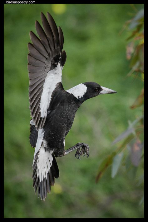 Crow Flying Reference, Raven Bird Reference, White Rumped Vulture, Black And White Warbler, Australian Magpie, House Of Wolves, Magpie Art, Eurasian Magpie, Black And White Birds