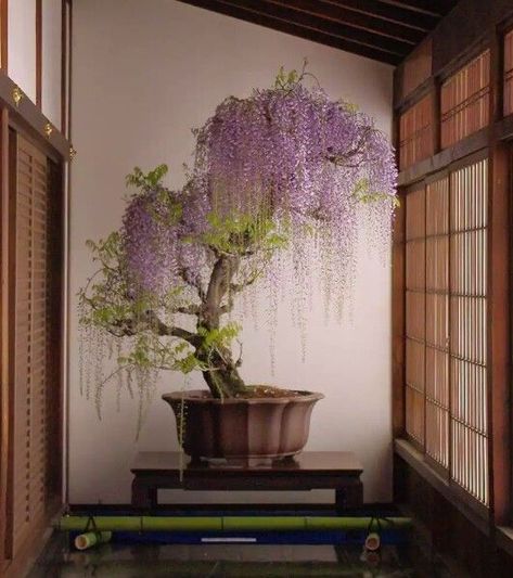 Lilac Bonsai, Ornamental Trees Landscaping, Wisteria Bonsai, Vampire Au, Wisteria Plant, Japanese Bonsai Tree, Orchid Flower Arrangements, Bonsai Tree Types, Sculpture Inspiration