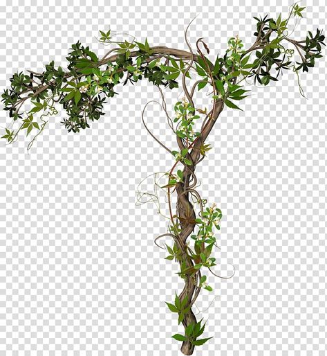 Ivy Houseplant, Green Wall Garden, Dandelion Drawing, Palm Tree Png, Creepers Plants, Grape Tree, Vine Drawing, Leaf Png, Tree Stem