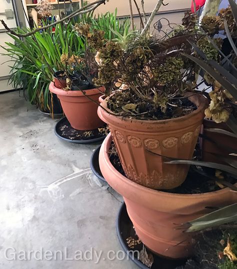 GardenLady.com | Over-Wintering Plants In The Garage Overwinter Plants In Garage, Winterize Plants In Garage, Storing Canna Bulbs Over Winter, Over Wintering Plants, Overwintering Hydrangeas In Pots, How To Bring Plants Inside For Winter, Bringing Houseplants In For Winter, Big Potted Plants, Bloomstruck Hydrangea