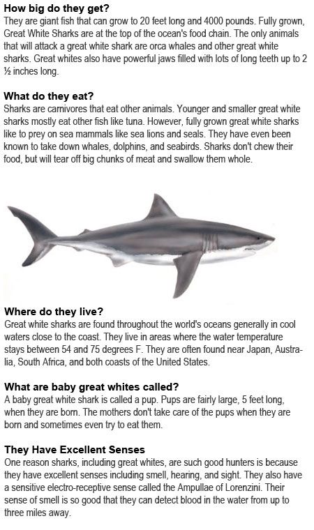 Great white shark facts for kids http://firstchildhoodeducation.blogspot.com/2013/08/great-white-shark-facts-for-kids.html Great White Shark Diorama, Shark Facts For Kids, Shark Habitat, Shark Information, Shark Activities, Sharks For Kids, Shark Facts, Ocean Theme Preschool, Ocean Theme Classroom