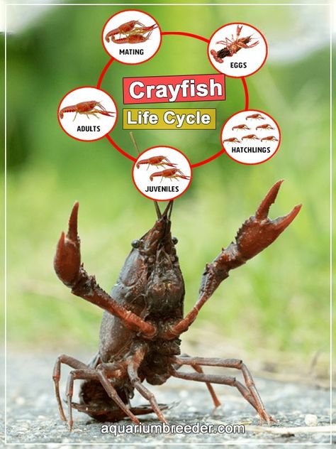 Crayfish Tank, Freshwater Lobster, Fish Chart, Aquaponics Greenhouse, Fish Tank Terrarium, Aquaponics Fish, Aquaponic Gardening, Fish Breeding, Aquaponics System