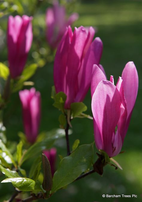 Magnolia Susan, British Nursery, Small Trees For Garden, Acidic Soil, Tree Blossom, Magnolia Tree, Magnolia Blossom, Tree Nursery, Magnolia Trees