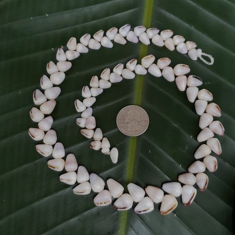 Puka Shell Necklace Puka Shell Lei Kauai Puka Shell Jewelry Rare Shells Kauai Made Hawaiian Style Gathered Eco Freindly Collected Shells Pucca Shell Necklace, Rare Shells, Seashell Jewelry Diy, Eco Freindly, Cone Shell, Puka Shell Necklace, Sands Of Time, Puka Shell, Seashell Jewelry