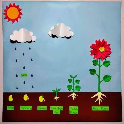 Watch the video for step by step guide Germination Of Seeds For Kids Project, Germination Of Seeds Project, Seed Germination Project, Seed Germination For Kids, Germination Of Seeds, Classroom Jobs Display, Seed Craft, Science Models, School Art Activities