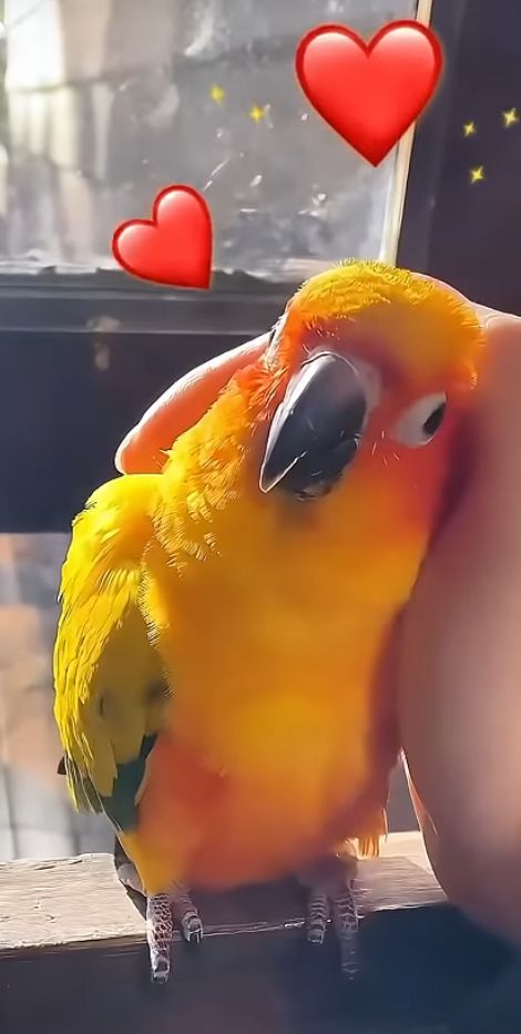 Sun Conure Parrot, Conure Bird, Conure Parrots, Animals Tattoo, Sun Conure, Parrot Pet, A Ray Of Sunshine, Australia Animals, Funny Parrots