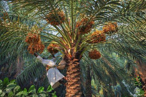 Palm trees 🌴 in Al Ahsa 🇸🇦. Life In Saudi Arabia, Date Palms, Dates Tree, Date Palm, Guinness World Records, Arabic Calligraphy Art, Calligraphy Art, World Records, Guinness