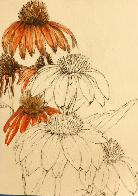 Flower Sketch Watercolor, Ink And Watercolor Art Flowers, Pen And Wash Flowers, Pen And Ink Flowers Drawings, Watercolor And Pen Art Flowers, Pen And Ink With Watercolor, Pen And Ink Watercolor Paintings, India Ink Art Ideas, Watercolor Echinacea