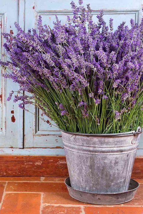 Lavender Linen Spray, Lavender Seeds, Growing Lavender, English Lavender, Perennial Herbs, Lavender Plant, Bedroom Plants, Flower Spike, Linen Spray