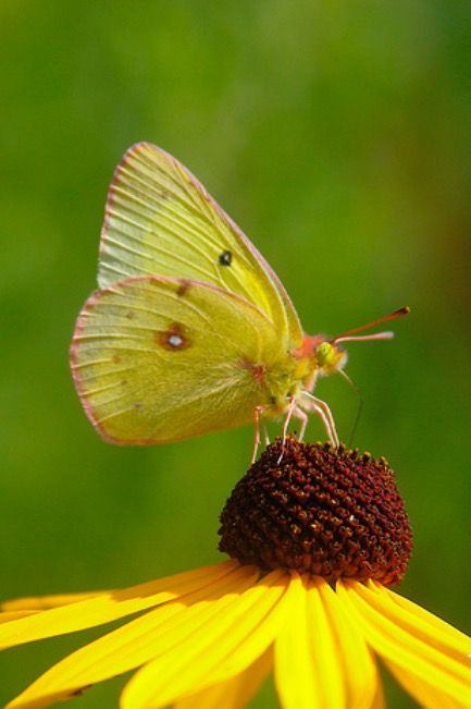 Clouded sulphur Moths And Butterflies, Types Of Butterflies, Butterfly Pictures, Ecology, Alabama, Moth, North Carolina, Insects, Butterflies