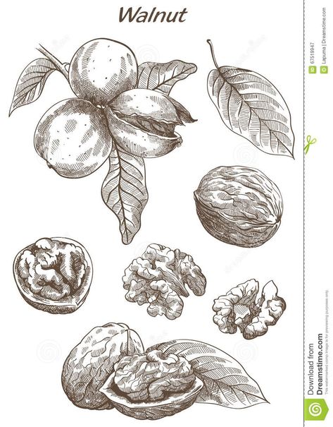 Walnut set of sketches stock vector. Illustration of nature - 67519947 Scratchboard Illustration, Vector Sketch, Simplistic Tattoos, Free Vector Art, Abstract Background, Botanical Illustration, Photo Illustration, Icon Set, Abstract Backgrounds