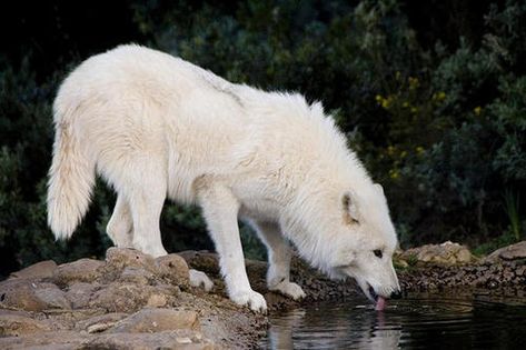 GORGEOUS  WHITE  WOLF Giant White Wolf, Werewolf Aesthetic, Marley And Me, Dances With Wolves, Arctic Wolf, Howl At The Moon, Wolf Pictures, White Wolf, Wolf Dog