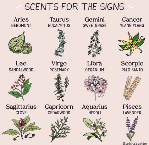 Scents for horoscope signs Astrology Spirit Daughter, Tattoo Plant, Magia Das Ervas, Magic Herbs, Eclectic Witch, Herbal Magic, The Zodiac Signs, Sagittarius And Capricorn, Capricorn And Aquarius