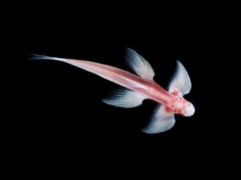 waterfall-climbing cave fish Cryptotora thamicola - lives in 8 caves on the… Biomorphic Sculpture, Zoo Ideas, Oc Inspiration, Creatures Art, Fish Sculpture, Cave Paintings, Angel Fish, Ocean Creatures, Sea Animals