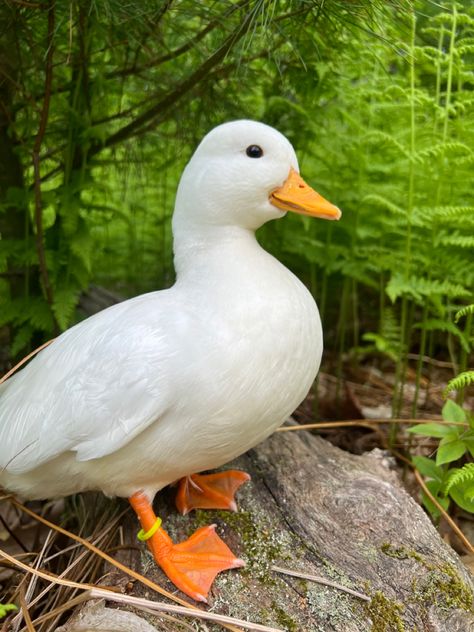 Small white domestic duck sitting on a log in a field of bright green fern plants White Ducks Aesthetic, White Call Ducks, Ducks Reference, Duck Side Profile, Duck Boots Outfit Winter, Cute Duck Pfp, Duck Profile, Facts About Ducks, Duck Reference