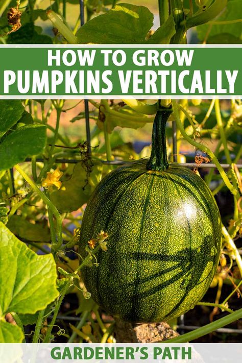 Pumpkin Vines Plants, Growing Gourds Trellis, Pumpkin Garden Ideas Raised Beds, Pumpkin Trellis Ideas Diy, Trellised Pumpkins, Growing Pumpkins On A Trellis, Vertical Pumpkin Patch, Trellis Pumpkins, Pumpkins On A Trellis