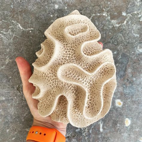 Lisa Seaurchin (@lisaseaurchin) • Instagram photos and videos Lisa Seaurchin, Shell Pottery, Coral Life, Coral Reef Art, Western France, Ocean Texture, Shell Sculpture, Takeaway Coffee, Bay Of Biscay