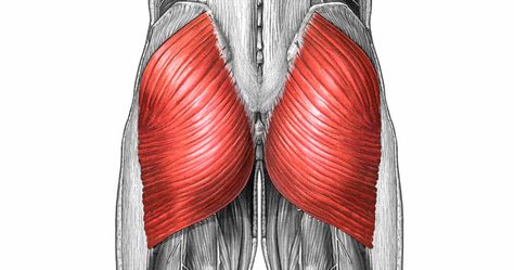 Gluteus Maximus: Muscle Of The Week Physio Clinic, Deep Lunges, Hip Extension, Gluteus Maximus, Cycle Training, Gluteal Muscles, Gluteus Medius, Lower Extremity, Muscle Body