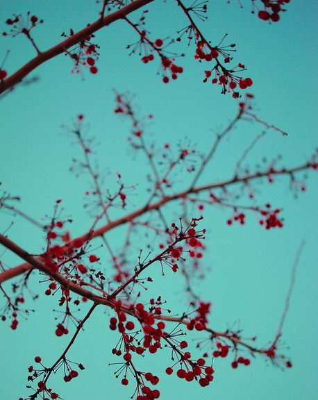 Teal Palette, Turquoise Kitchen, Red Color Schemes, Principles Of Design, Red And Teal, Red Turquoise, Aqua Turquoise, Design Sponge, Red Aesthetic