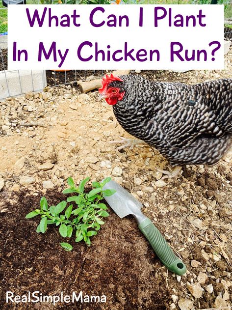 Herbs To Plant Near Chicken Coop, What To Plant In A Chicken Run, Chicken Coop Planting, Landscaping Chicken Coop Ideas, Plants In Chicken Coop, Securing Bottom Of Chicken Coop, Gardens For Chickens, Chicken Friendly Landscaping, Plants Chickens Wont Destroy