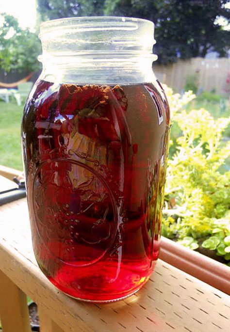 Rose and Berry Sun Tea Recipe with Rose Petals and Rosehips Sun Tea Recipe, Sun Tea Recipes, Lady Grey Tea, Blackberry Leaf, Healthy Potluck, Rose Petal Jam, Party Punches, Rose Syrup, Raspberry Leaf