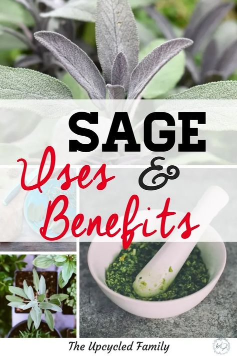 Sage growing in your garden. The benefits of sage surpass that of simply culinary uses. Sage benefits and uses for both food and medicine. #medicinalherbs #sage #sageuses #sageplant #growingsage #herb #sagebenefits #gardenherbs Sage Uses Remedies, Sage Herb Benefits, Sage Plant Benefits, Sage Herb Recipes, Recipes Using Sage, Uses For Sage, Herbalism 101, Benefits Of Sage, Sage Benefits