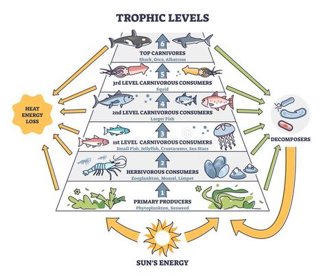 Trophic Levels Pyramid, Marine Food Chain, Food Chain Diagram, Ocean Food Chain, Ecosystems Projects, Sponge City, Diagram Illustration, Trophic Level, Ocean Food