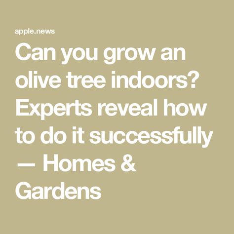 Can you grow an olive tree indoors? Experts reveal how to do it successfully — Homes & Gardens Growing Olive Trees Indoors, Olive Tree Care Outdoor, How To Grow Olive Tree, Grow Olive Tree From Seed, Pruning Olive Trees, Trees Indoors, Olive Trees, Olive Tree, Growing Plants