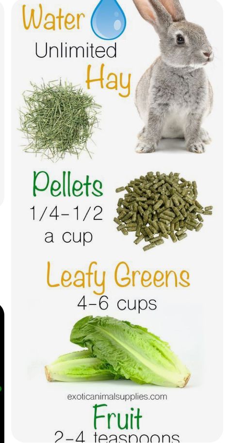 Veggies For Rabbits, Bunny Village, Bunny Care Tips, Lop Bunnies, Rabbit Stuff, Outdoor Rabbit Hutch, Lop Bunny, Pet Rabbit Care, Rabbit Diet