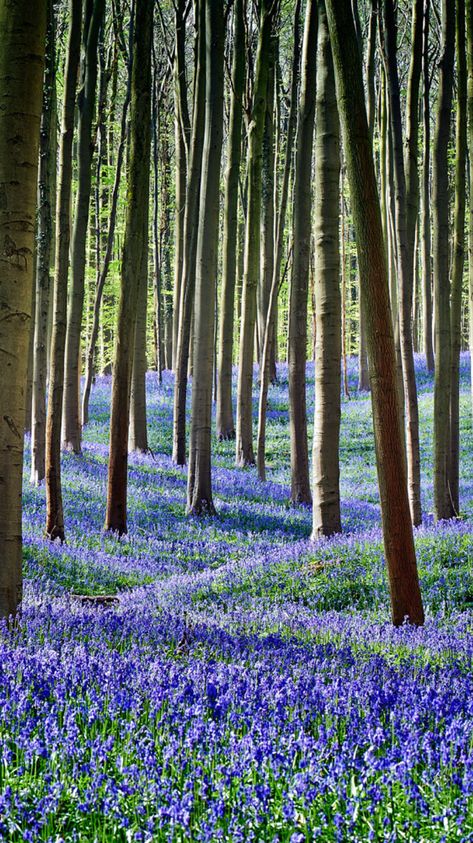 Bluebell Wedding, Bluebells Aesthetic, Bluebell Field, Blue Bell Woods, Blue Bell Flowers Aesthetic, Blue Wild Flowers Aesthetic, Bluebell Woods, Bluebell Woodland, Cottage Woods