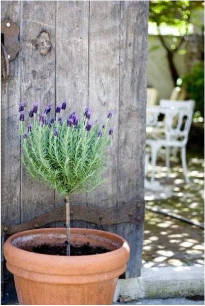 How to Make a Lavender Topiary Lavender Topiary, Foxtail Fern, Spanish Lavender, Topiary Diy, Topiary Tree, Rosemary Plant, Country Photography, Topiary Plants, Topiary Garden