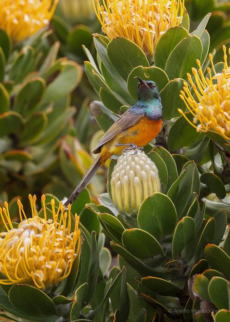 Leucospermum & Cape Sugarbird South African Plants, Protea Pincushion, South African Birds, Australian Native Garden, African Plants, Best Cameras, Australian Flowers, Australian Native Flowers, Australian Native Plants